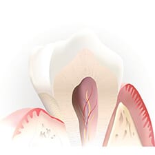 illustration of inside tooth