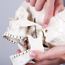 dentist pointing to skull